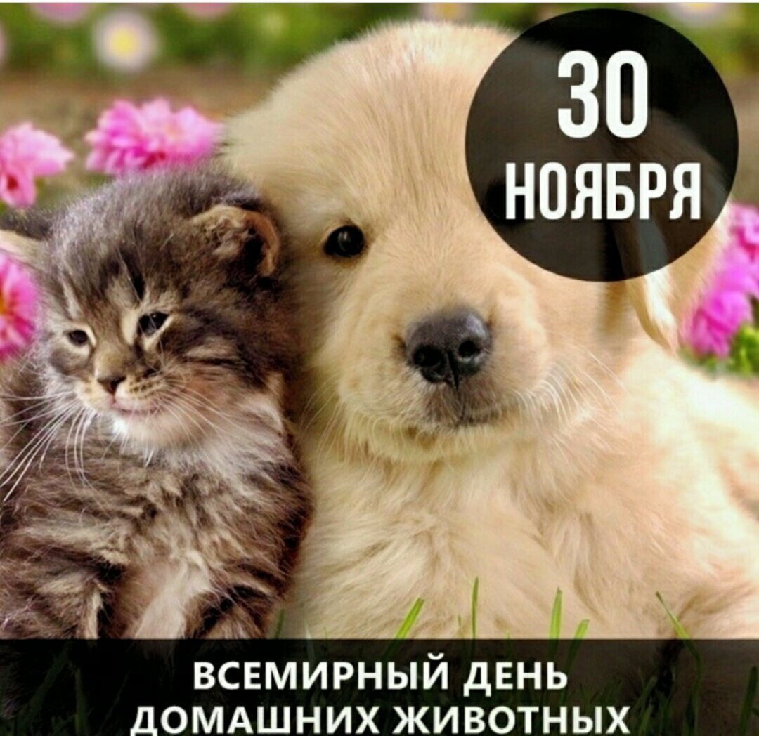 30 Ноября день домашних животных