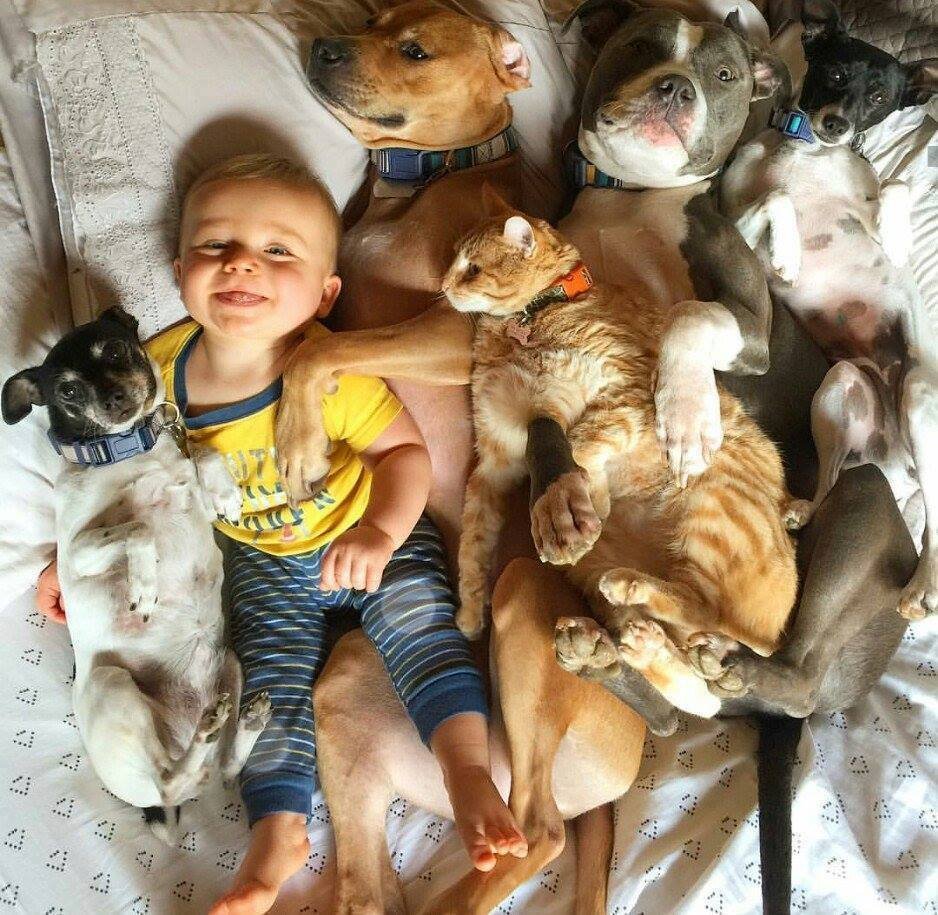 Собаки для инстаграмма