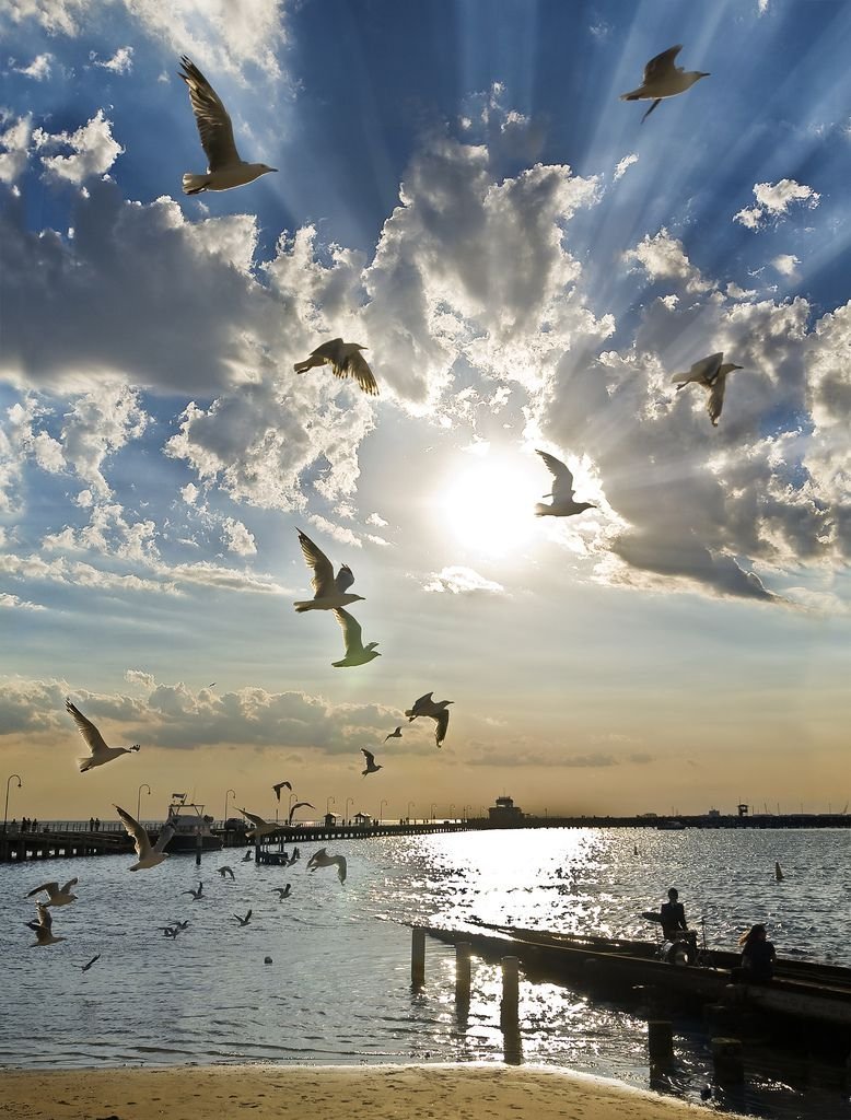 Птица летит