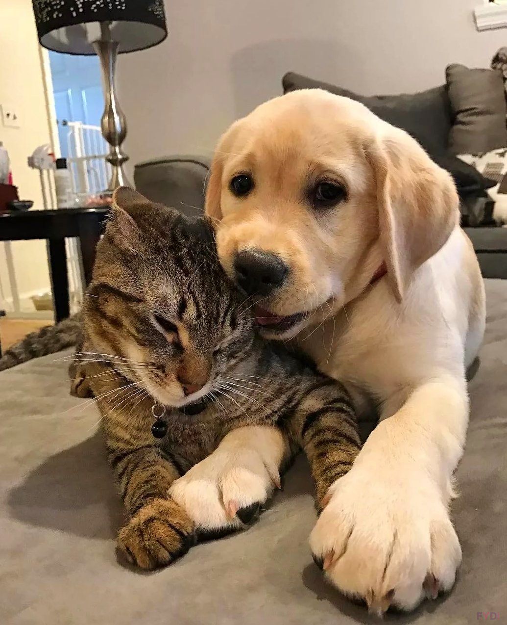 Забавные домашние животные