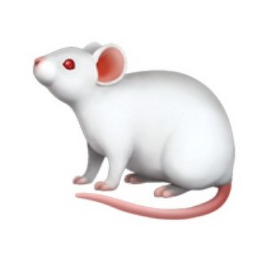 Крысы подружки