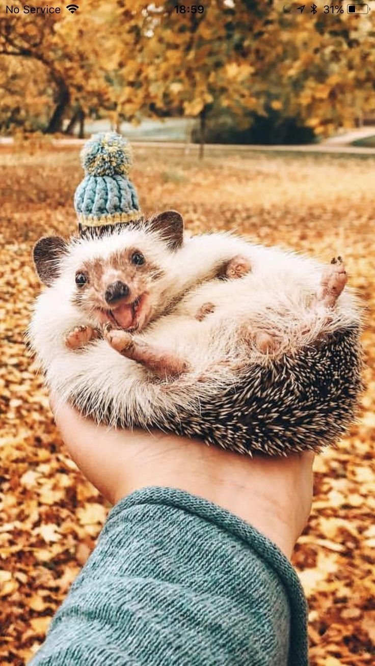 Ежик с телефоном