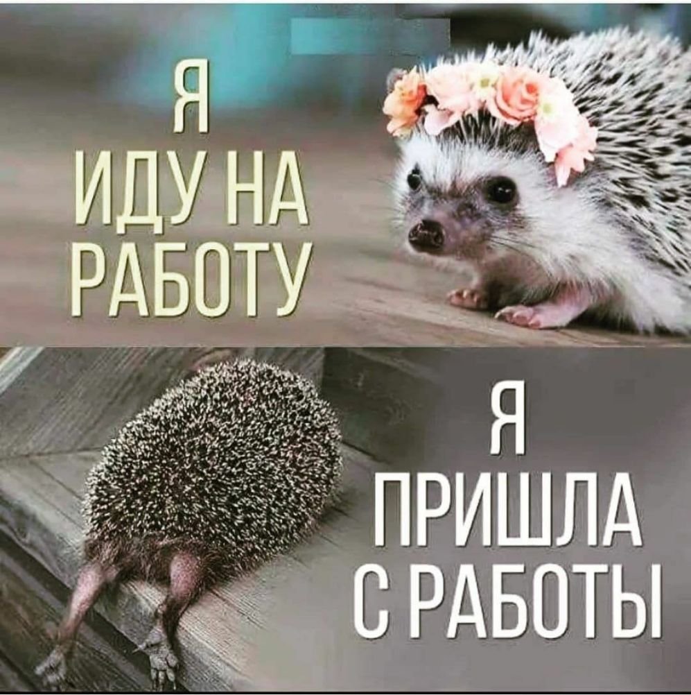 Ежик показывает язык