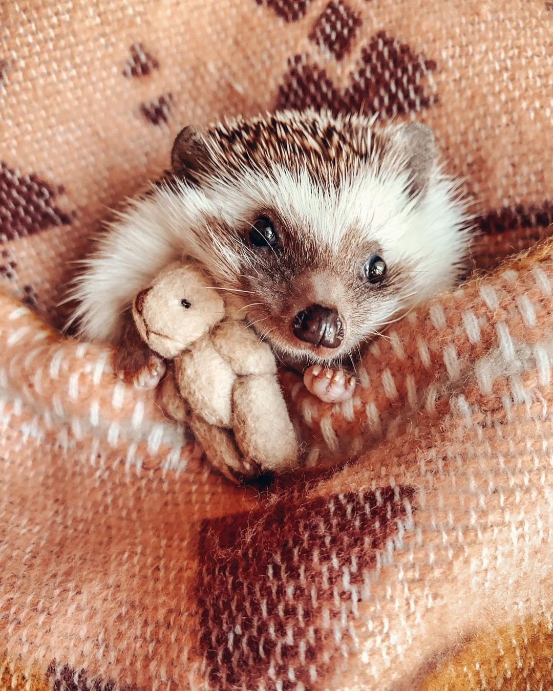 Ежик питомец