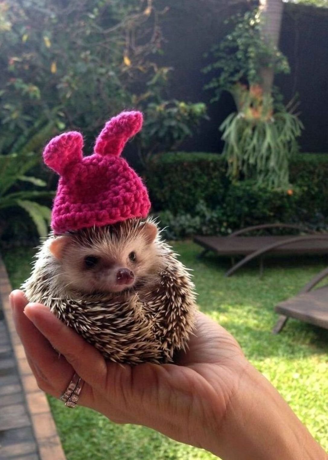 Счастливые животные