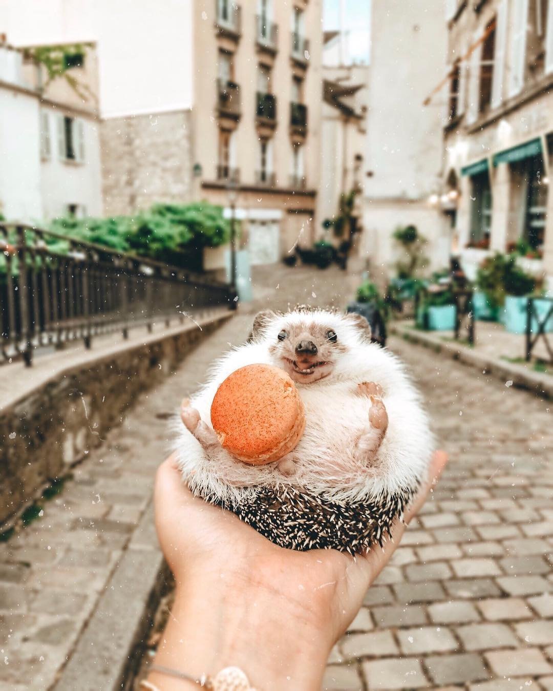 Блинский ёж