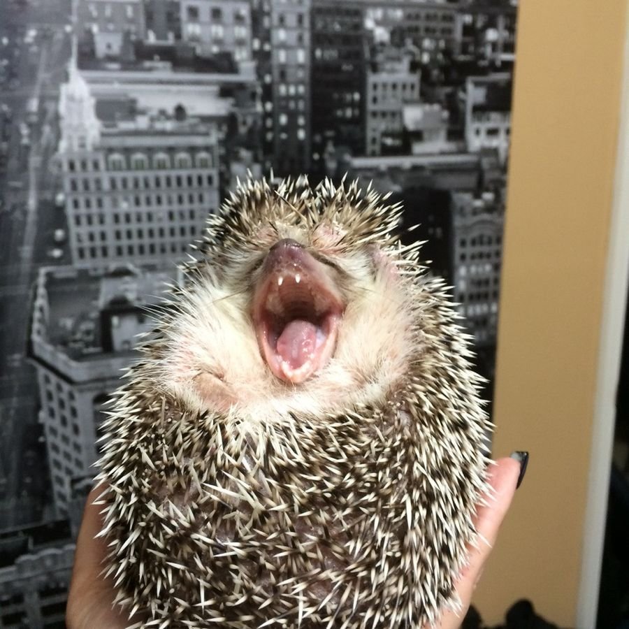 Смешной еж