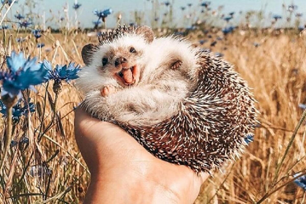 Шапка 'Ёжик'