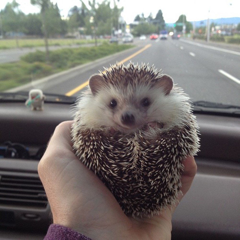 Ежик улыбается