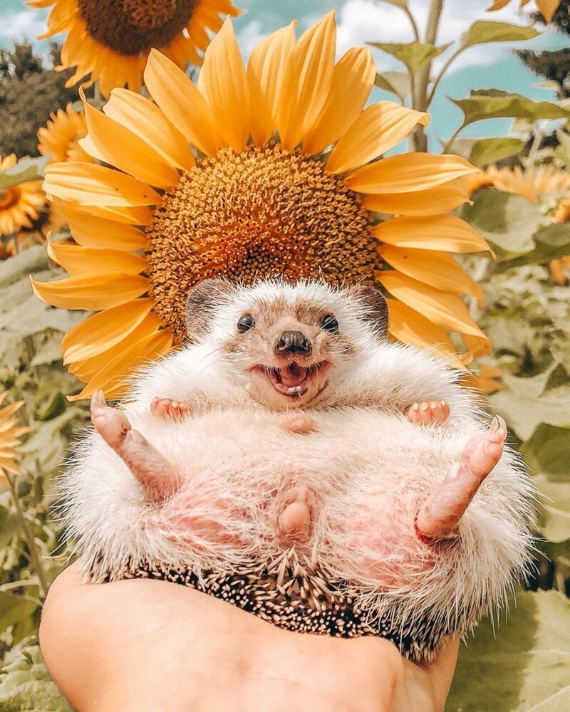 Ежик улыбается