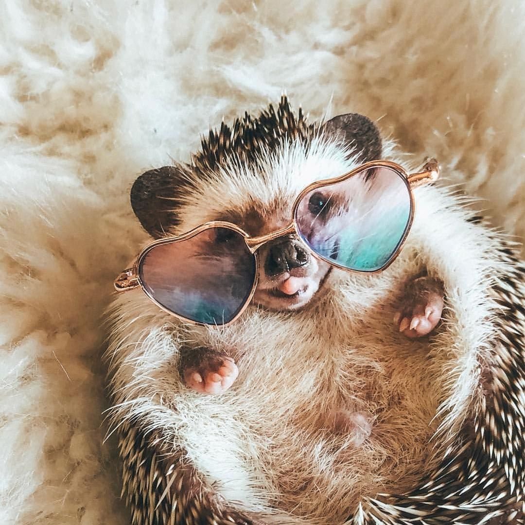 Счастливый Ежик