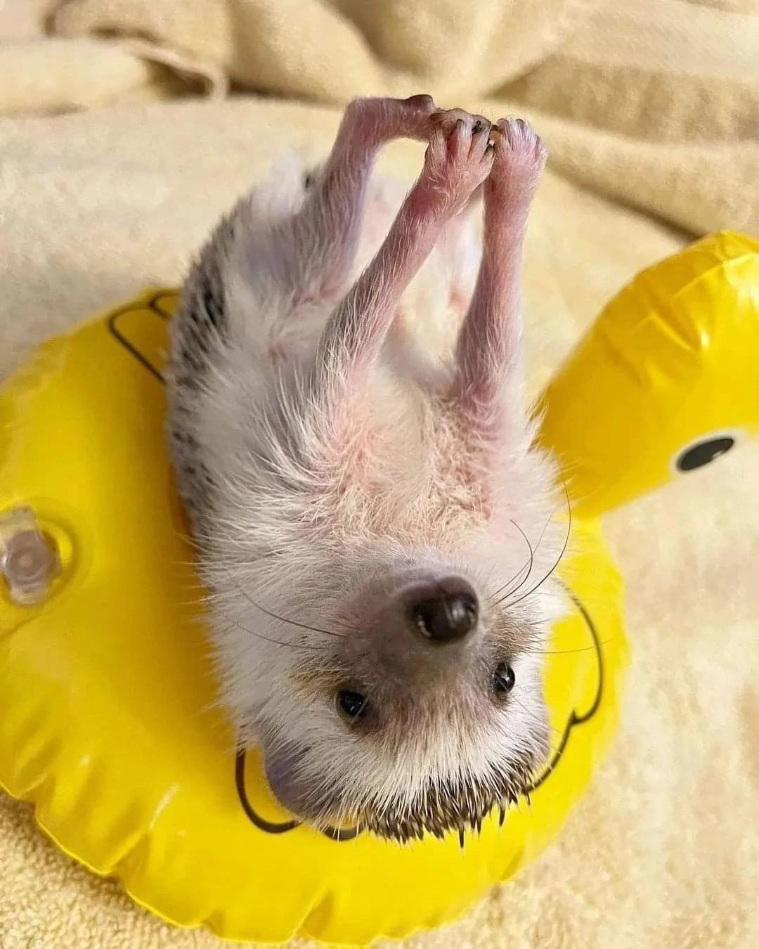 Ежик в шляпе