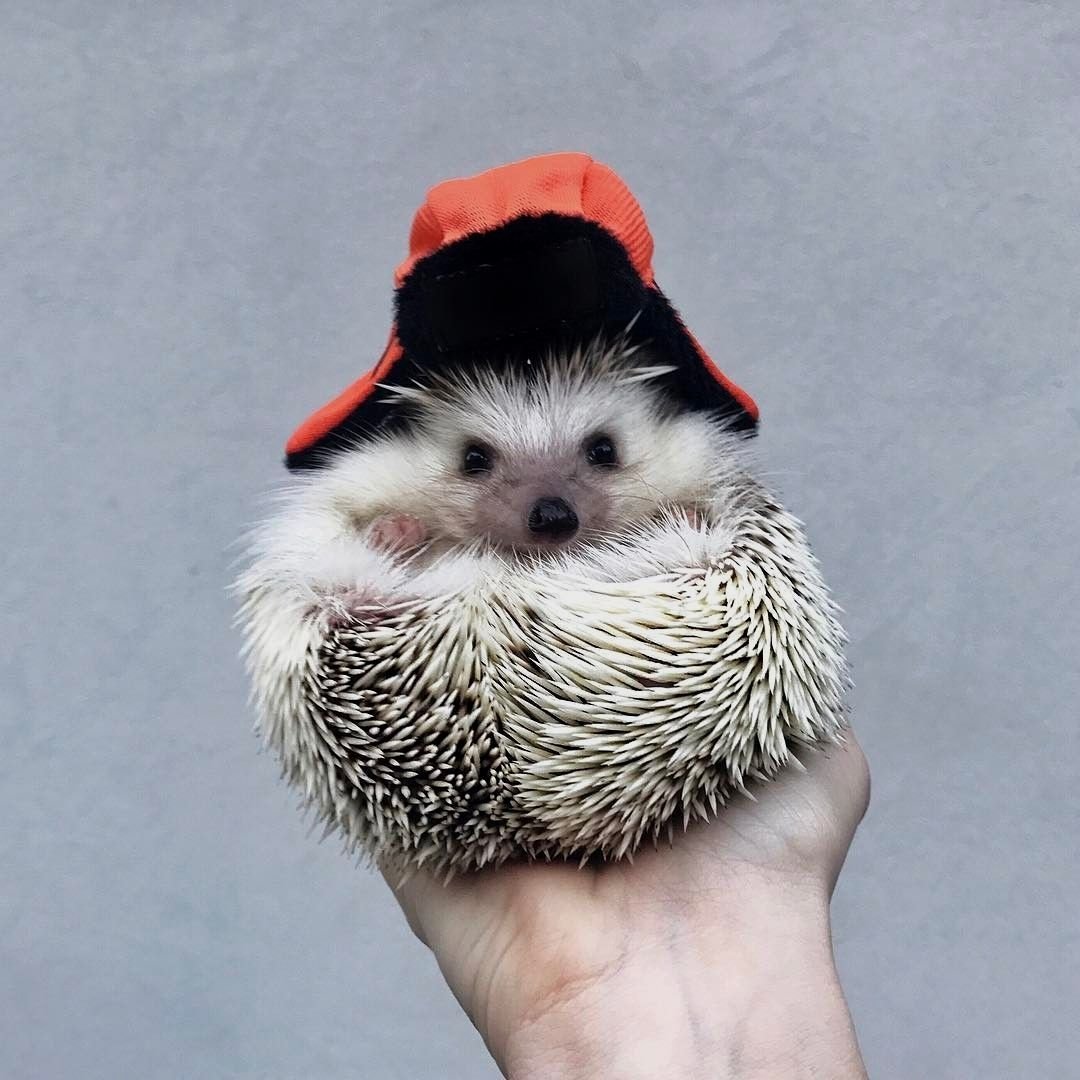 Mr.Pokee очаровательный ёж-путешественник