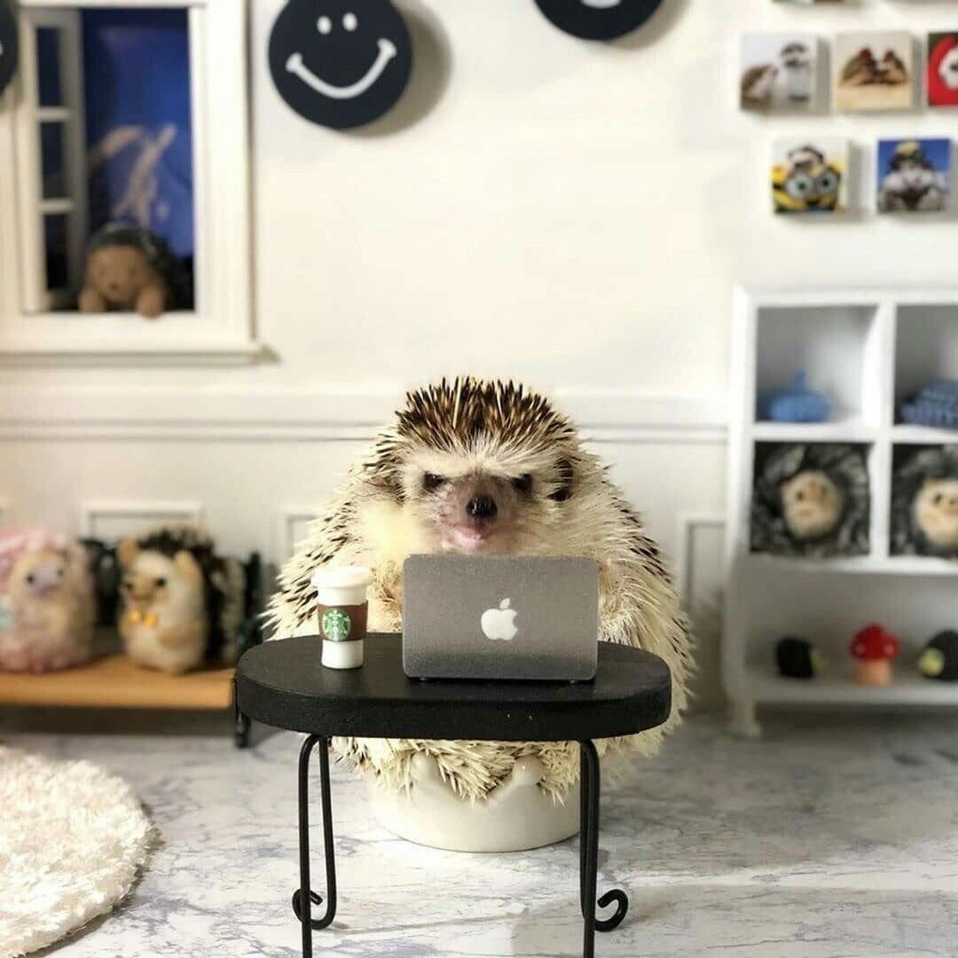 Прикольные животные