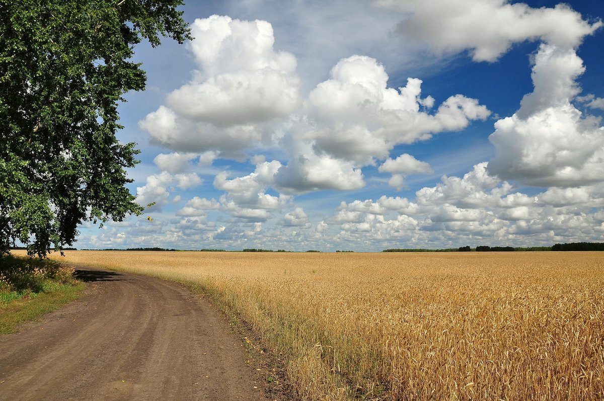 Поля Берёзина