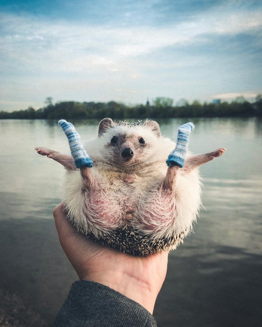 Ежик зевает