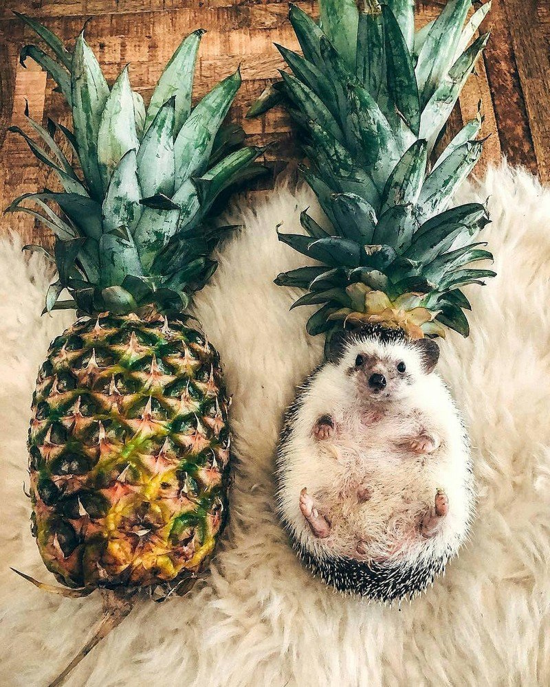 Ежик в кресле