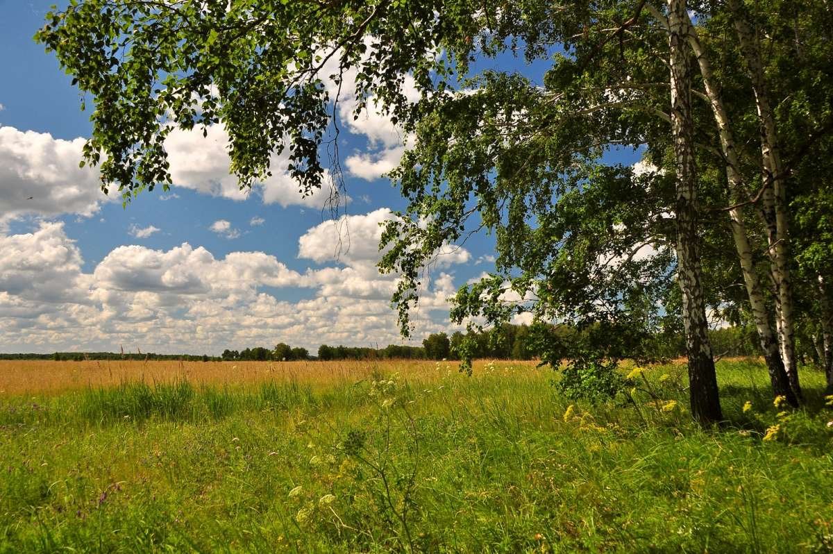 Поле простор