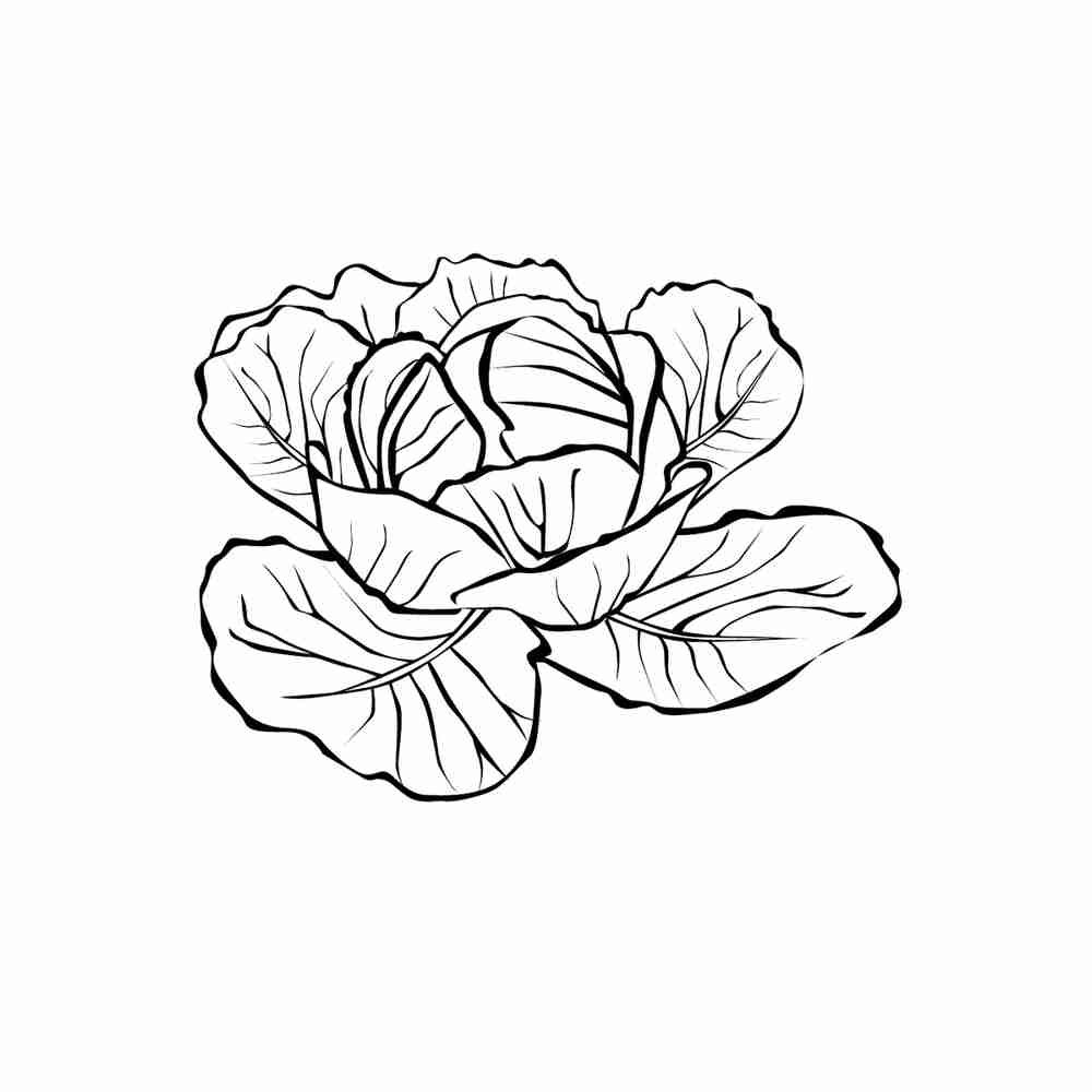 Капуста раскраска для детей