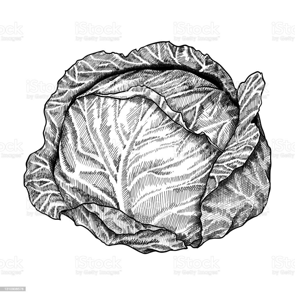 Капуста картинка для детей раскраска