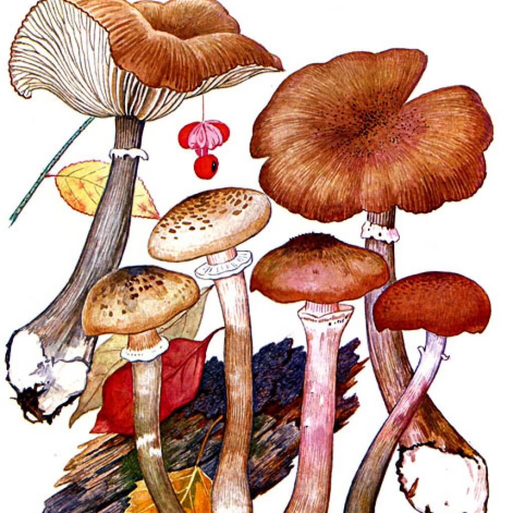 Ложные опята рисунок