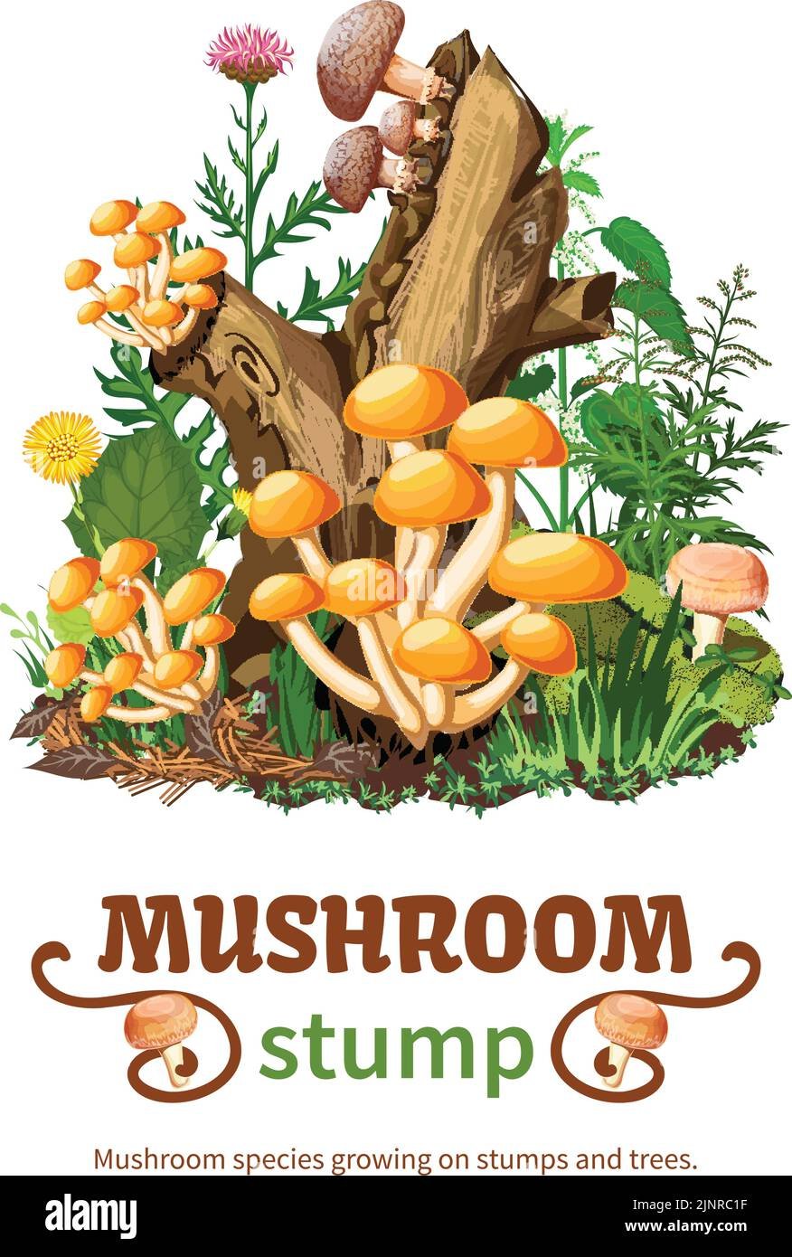 Опята на пне на прозрачном фоне