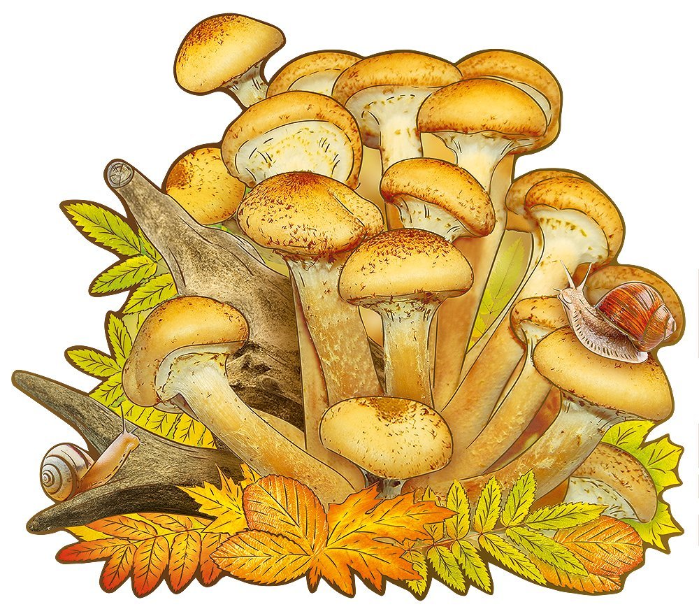 Опята на белом фоне