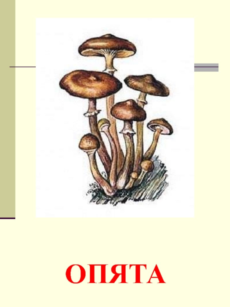 Съедобный гриб опенок нарисовать