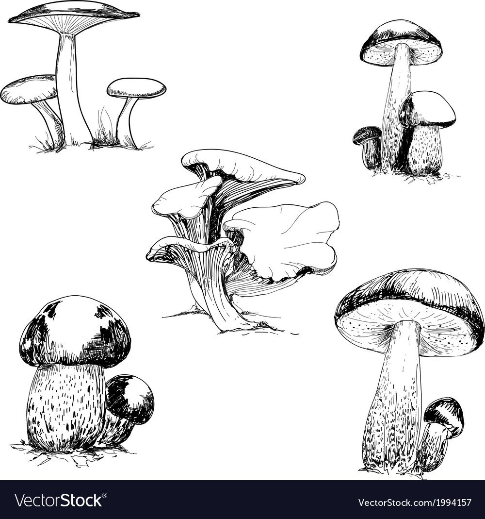 Рисунки грибов карандашом