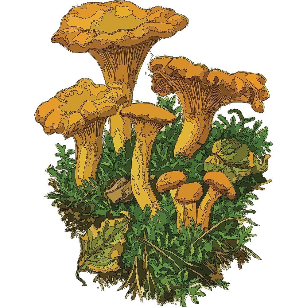 Рисунки грибов