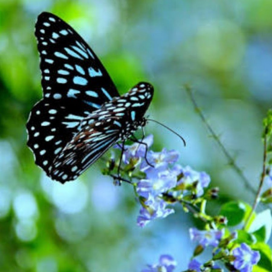 Открыта с добрым утром