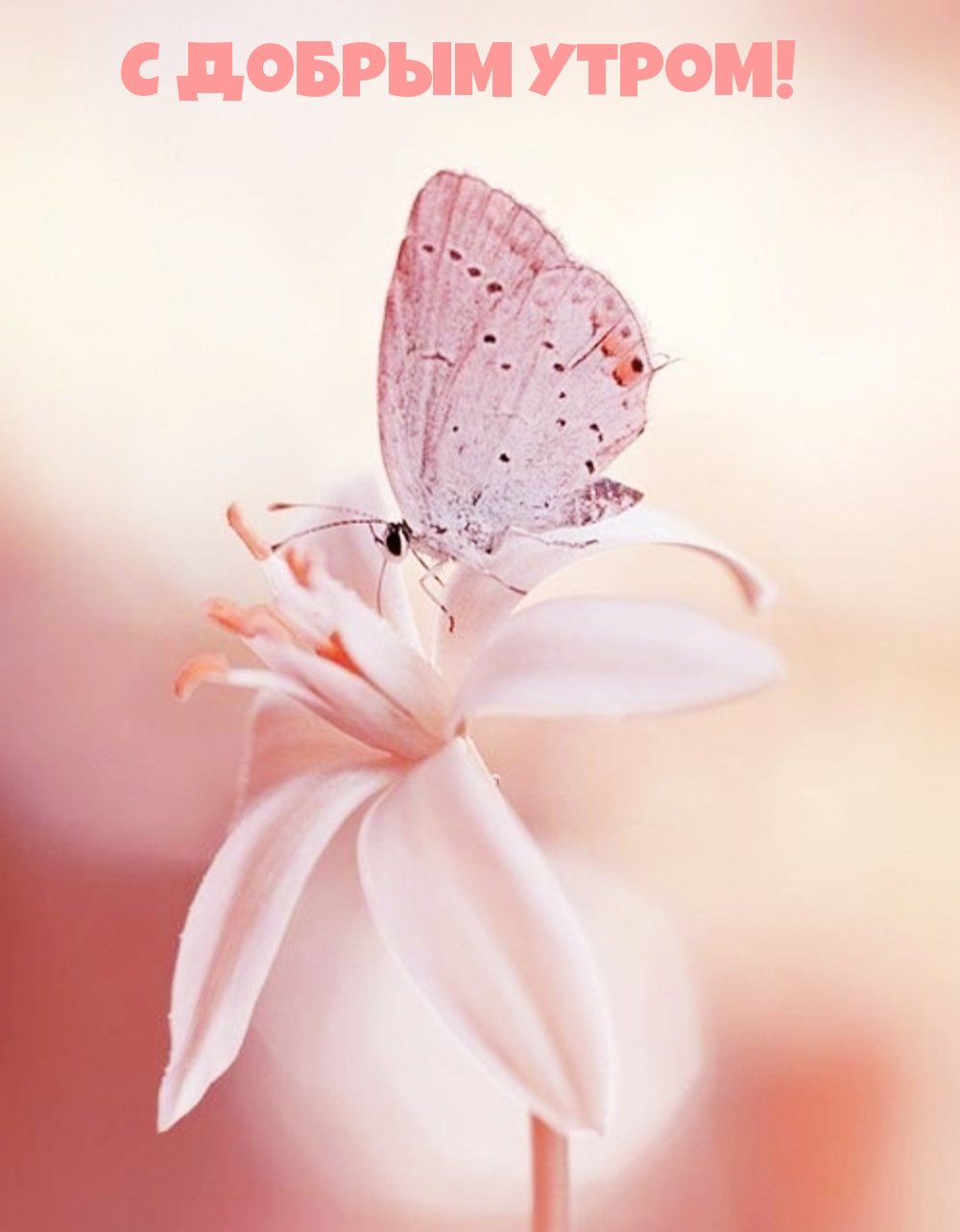 Макросъемка природа