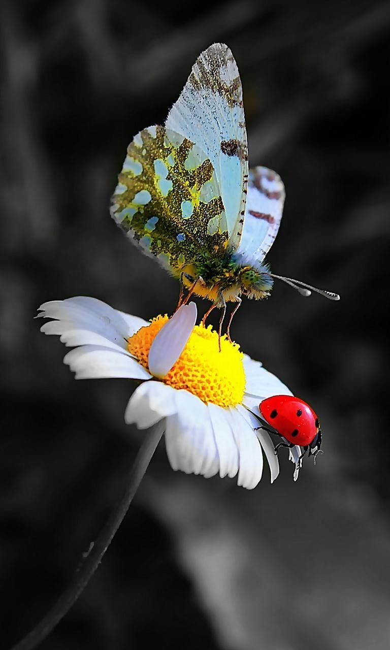 Бабочки с пожеланиями