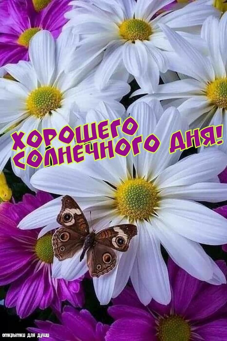 Цветок Ромашка бабочка