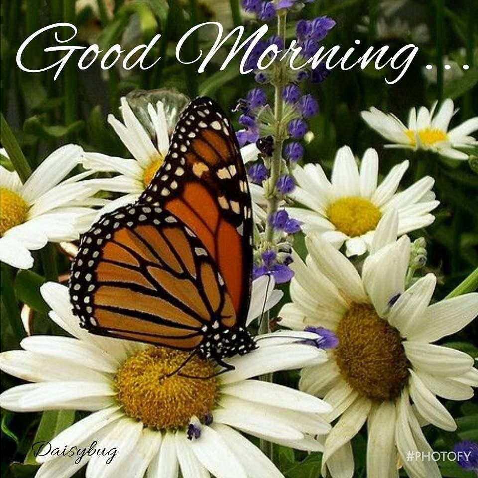 Бабочка на цветке