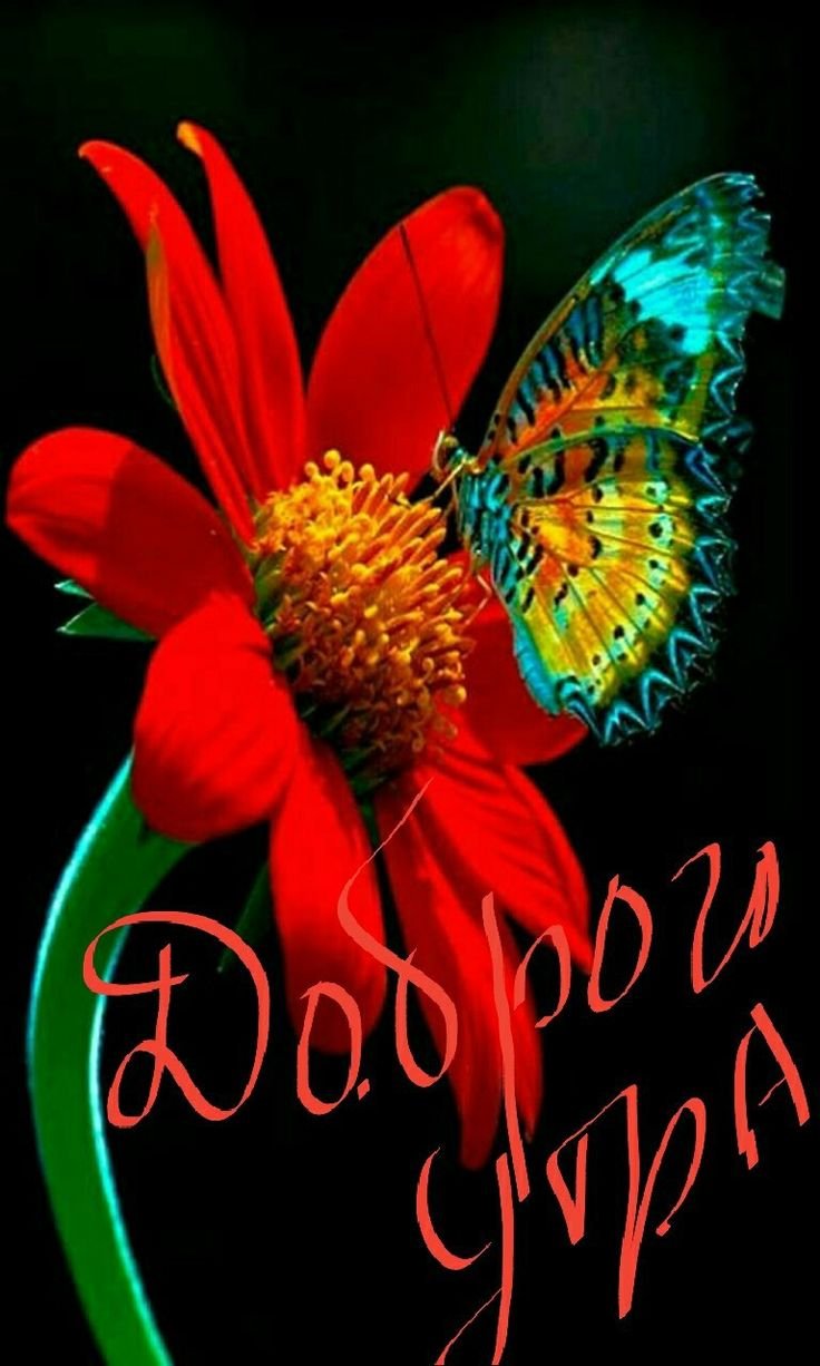 Птицы и бабочки красивые