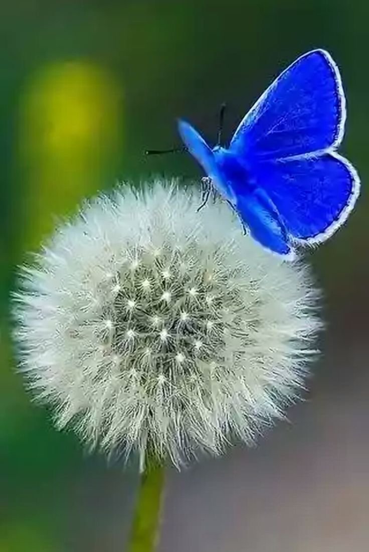 Картина по номерам бабочка на цветке