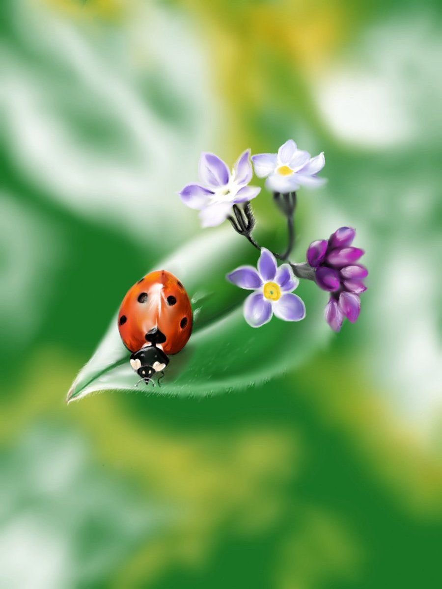 Бабочкаина одуванчике