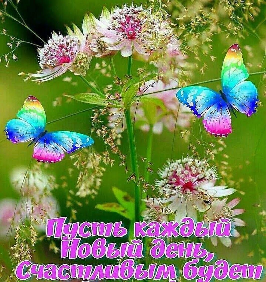 Спокойной ночи бабочки