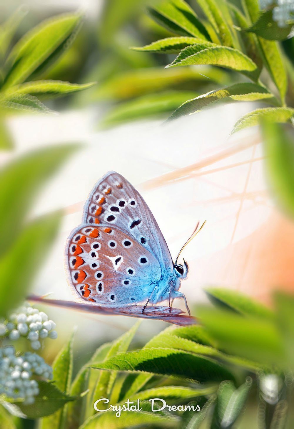 Бабочка на цветке