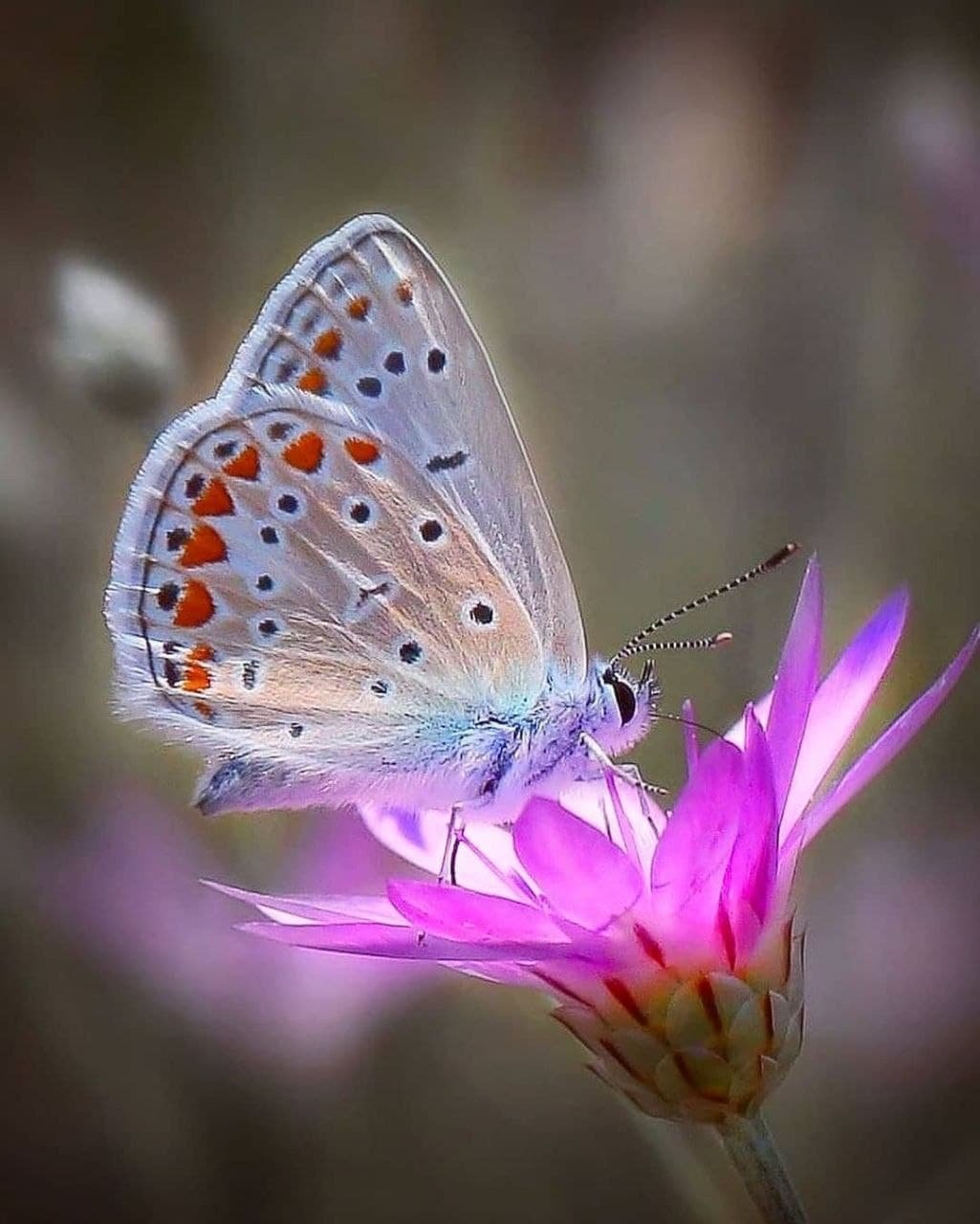 Доброе утро лето бабочки