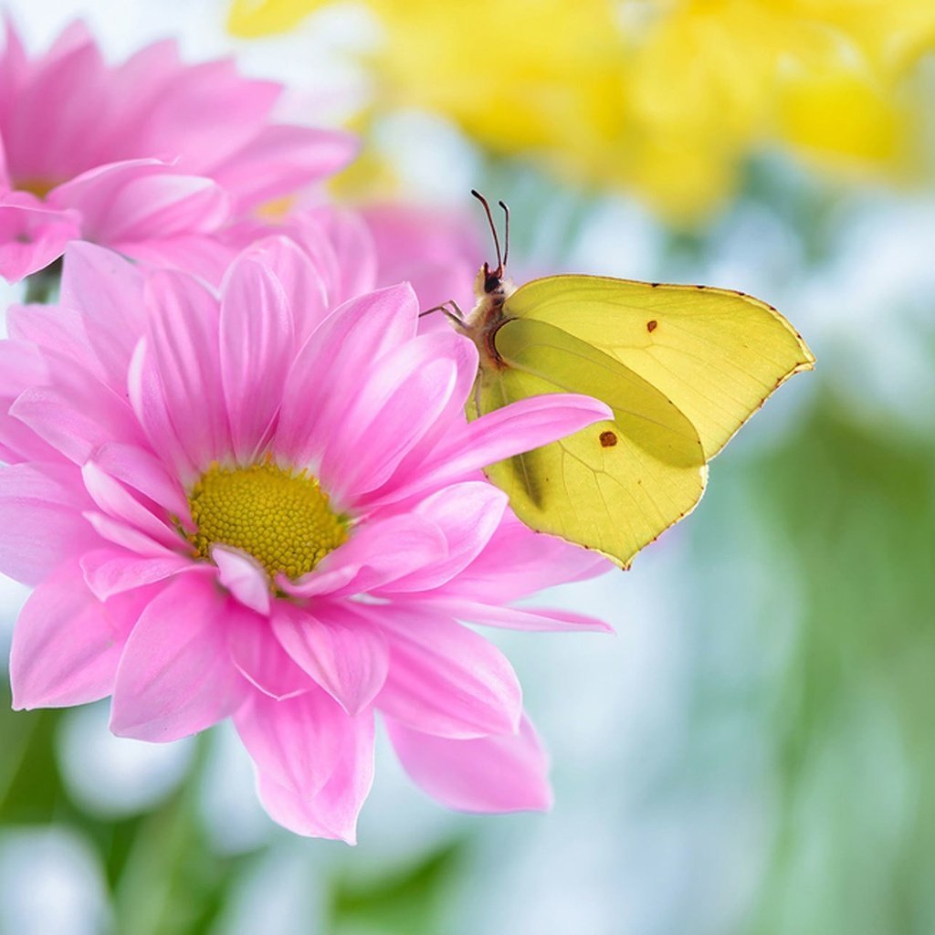 Красивые пейзажи с бабочками