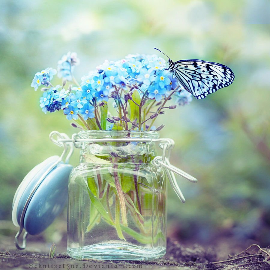 Бабочка на цветке