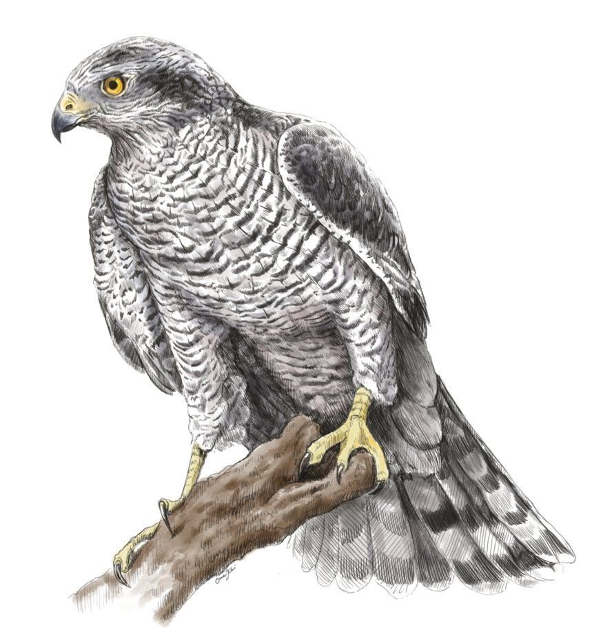 Хищные птицы