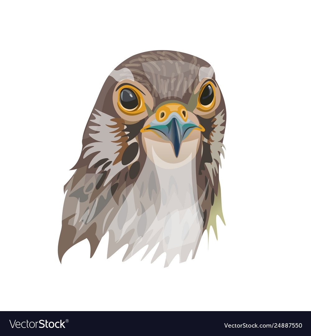 Голова Сокола вектор