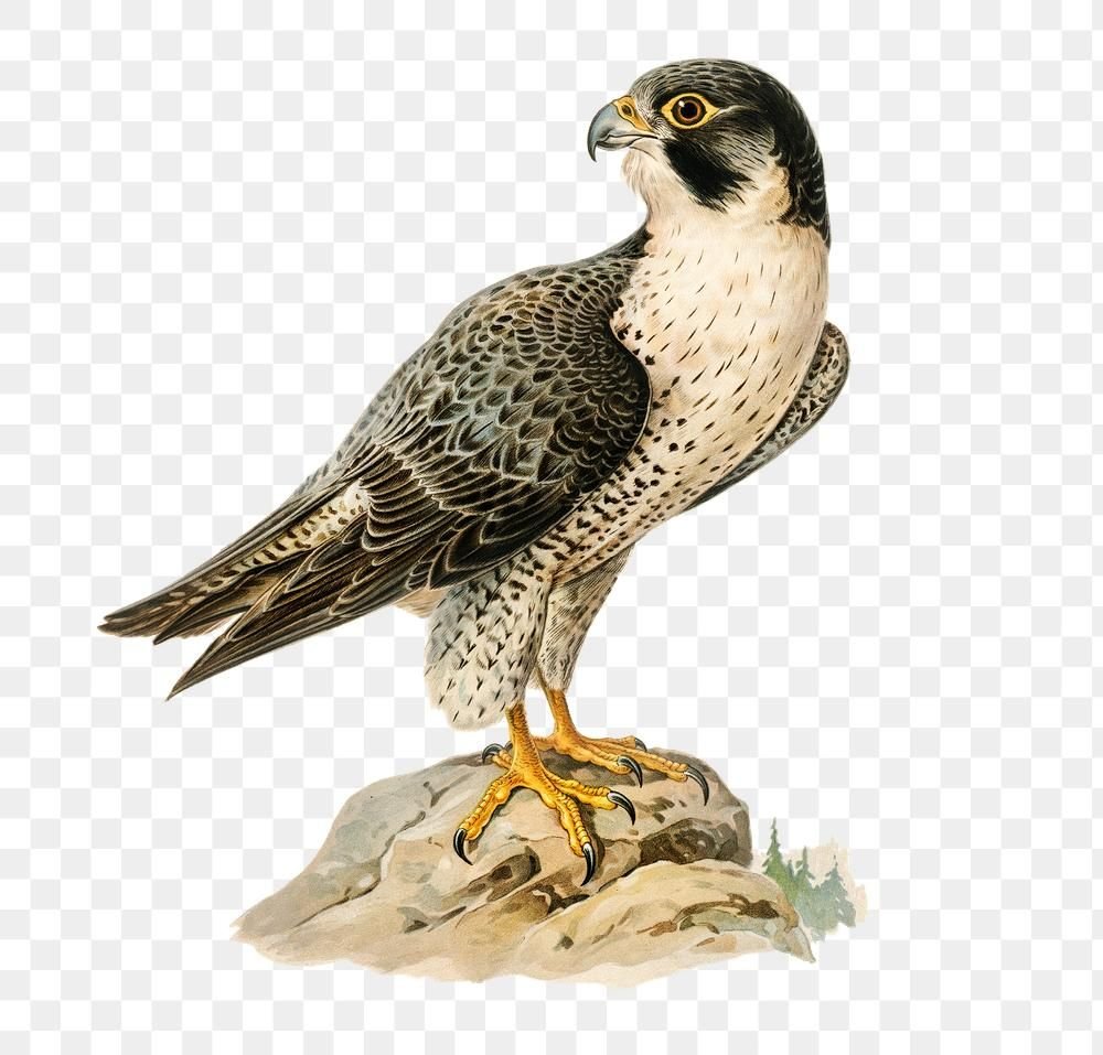 Сокол иллюстрация