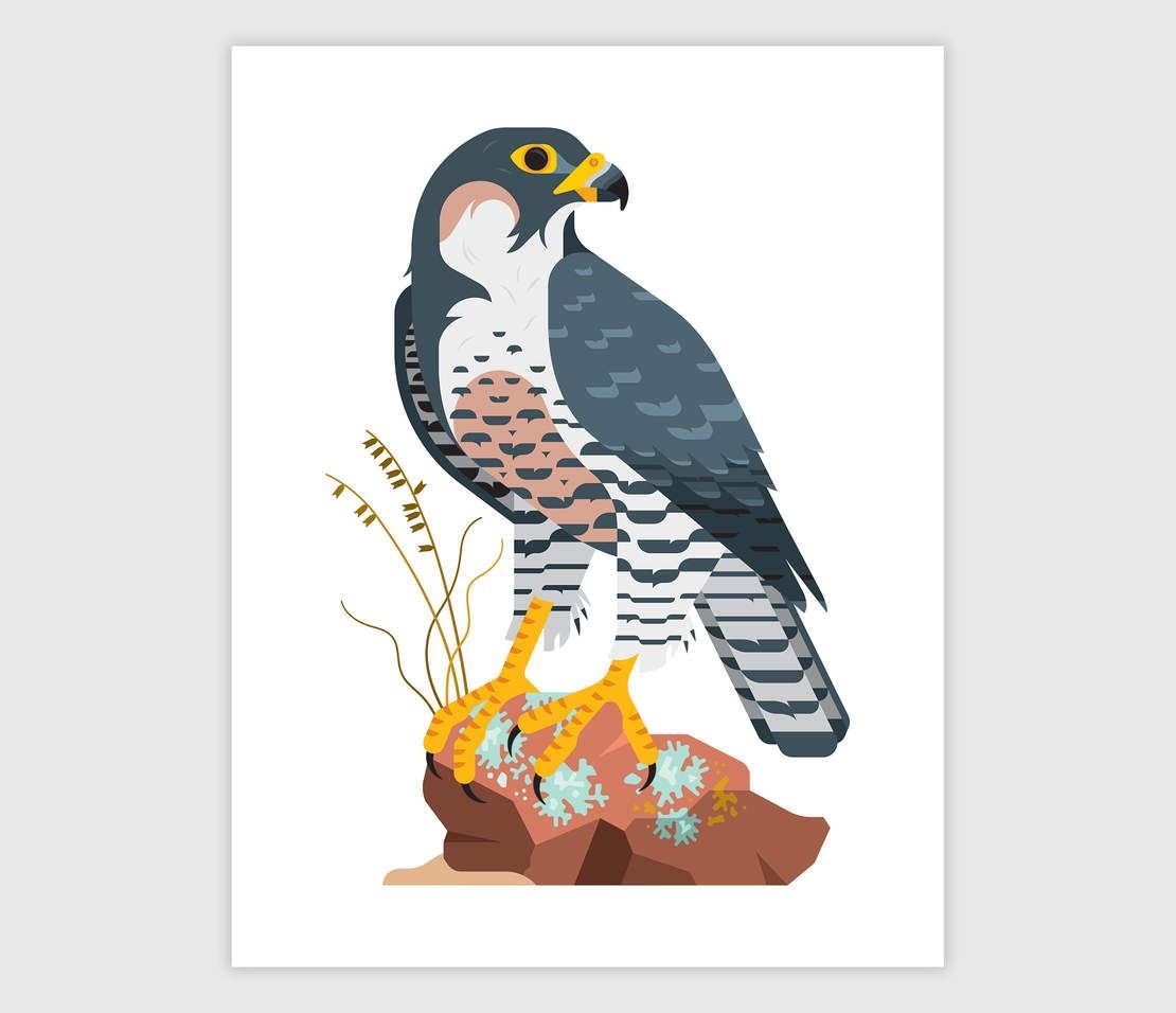 Сокол злой рисунок