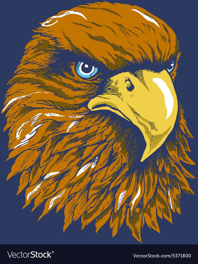 Сокол картинка для детей