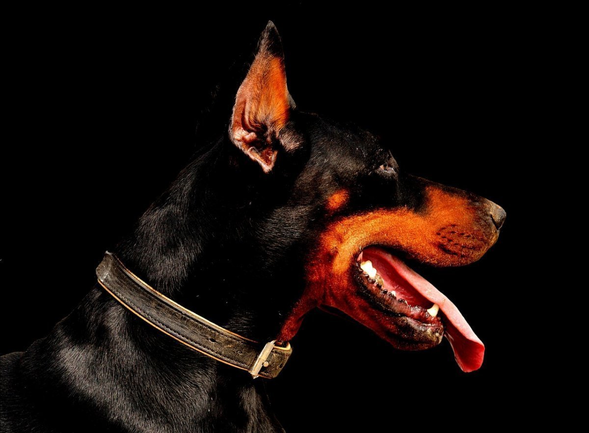 Доберман-пинчер Эстетика