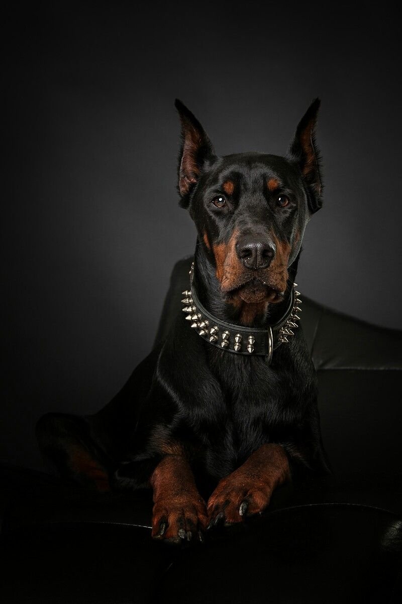 Доберман-пинчер Эстетика